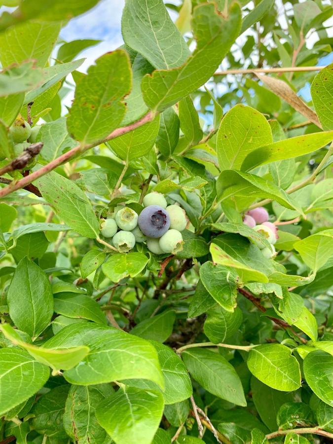 Blueberryhouse音威子府村 Otoineppu Exteriör bild